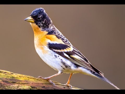 76 Aves de Eurasia (Suaves Cantos de Aves)