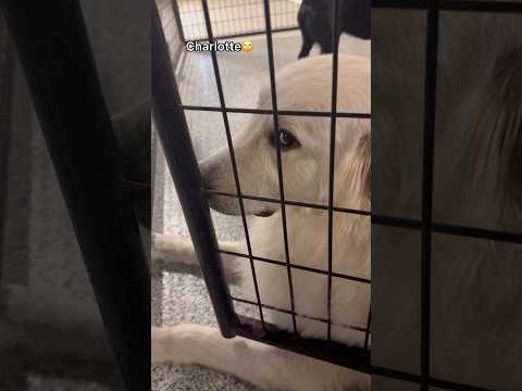 Let’s see who the fluffiest dogs are at dog daycare, pt.2!