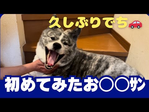 【Akita dog】秋田犬　久しぶりにブーンでお出かけしたよ🚗