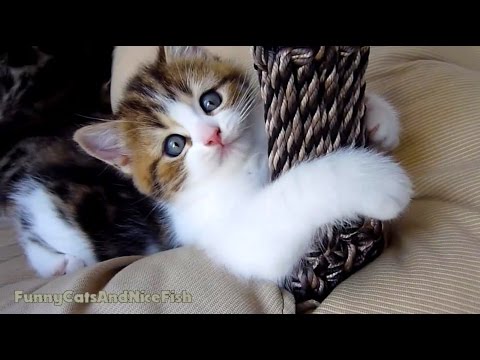 Wake up Cute Kittens!