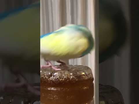 水筒についた結露を飲むインコ #shorts #セキセイインコ #budgie #かわいい #すいちゃん