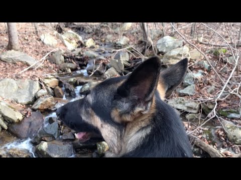 Ep134 Heading Home! German Shepherd's Hiking Video - Hiking with Dog in the Wilderness - forest