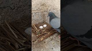 Making Bird's Nest ASMR #pigeon #birds #shorts