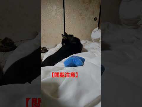 【捕食動画】獲物に気づかれないように注意し…パクっ！#保護犬 #多頭飼育崩壊 #保護犬を家族に #柴犬 #柴犬のいる暮らし