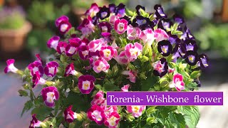 How to grow & care Torenia- Wishbone flower ...multi coloured Torenias