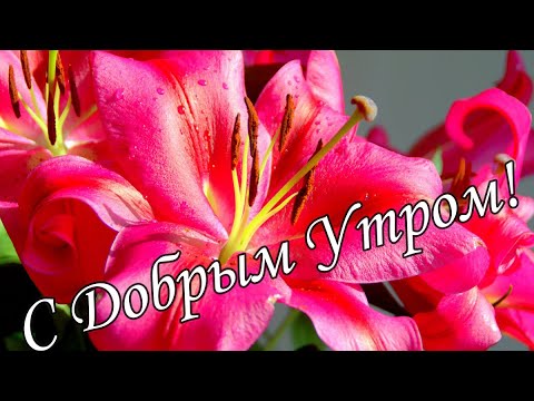 С ДОБРЫМ УТРОМ !🌼Желаю Самого Доброго Солнечного Утра!🌼  Шикарная Музыкальная открытка 🌼