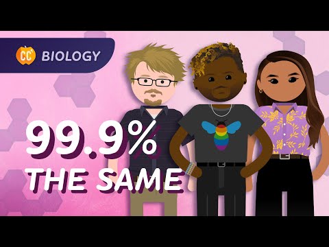 Population Genetics: Why do we have different skin colors?: Crash Course Biology #14