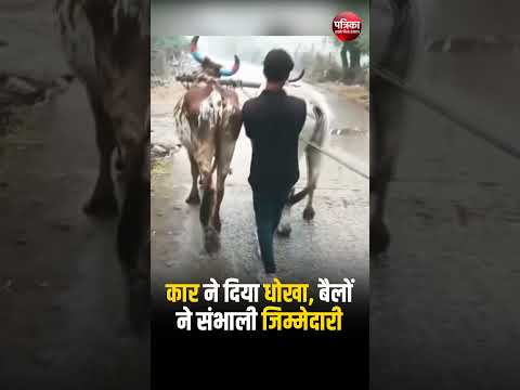 जब बैलों ने खींची इलैक्ट्रिक कार। Rajasthan Viral Video #Didwana #Nagaur #Kuchaman