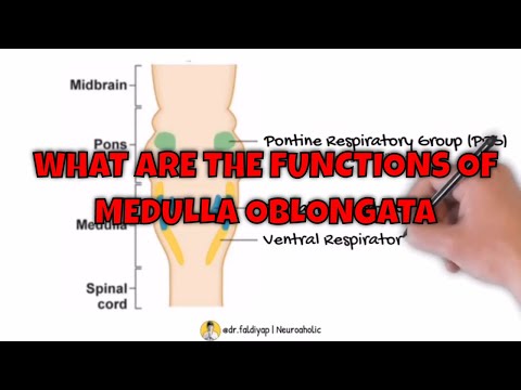 Learning neuroanatomy: Medulla Oblongata