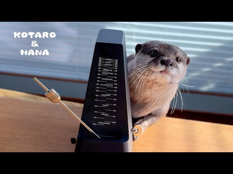 Otters React to Hearing Metronome for the First Time