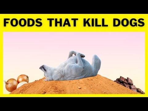 10 Foods That Can Kill Your Dog