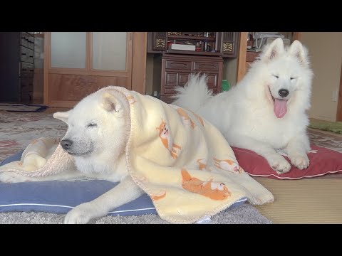 座布団が好きすぎる可愛い柴犬とそれを見てマネするサモエド