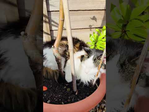 Cat in a Pear Tree