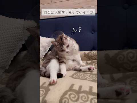 自分は人間だと思っているネコ #ねこ動画 #cat #保護猫 #子どもと猫