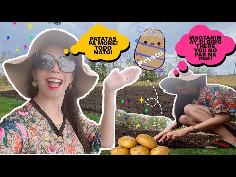 SAAN BA NAMIN ITATANIM ANG MGA PATATAS? 🥔🥬 || LIFE IN CANADA ||JANICE MILLIS #farmlife #kaqueens