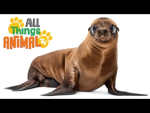 * SEA LION * | Animals For Kids | All Things Animal TV