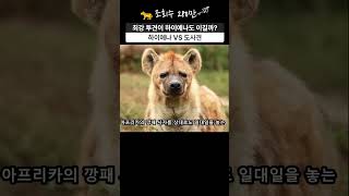 하이에나 VS 도사견 최강투견이 하이에나도 이길까  전투력분석