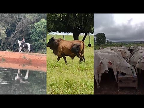 NATUREZA COM MUITOS ANUMAIS