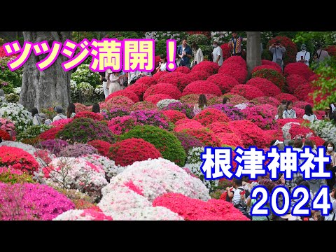 【4K】ツツジ満開！@根津神社2024