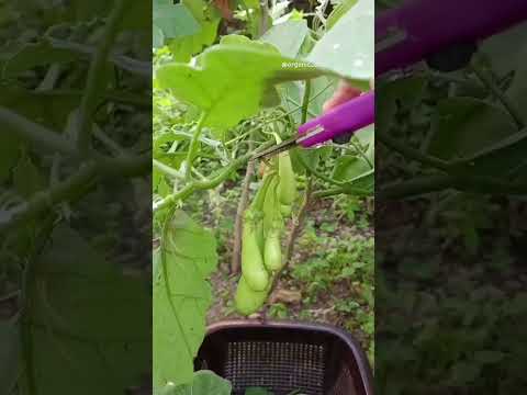 harvesting organic green eggplant