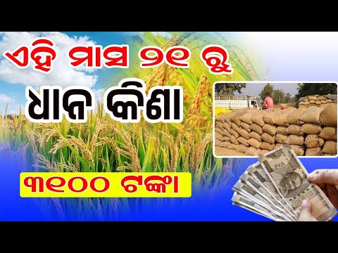 Get Ready For Kharif Season! Paddy Procurement Starts On Nov 21 At Odisha Dhana Mandi!