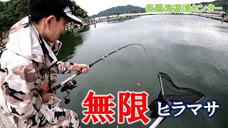 【海上釣堀】ヒラマサ乱舞（仮屋湾遊漁センター）