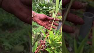 Siththarathai .Herbal root for severe cough.Lesser galangal#சித்தரத்தை#shorts