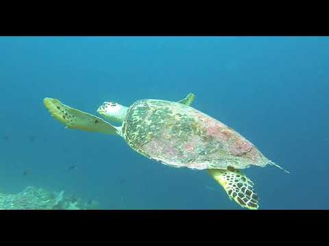 Diving Highlights - Dhaalu Atoll - Maldives Dec 21  4K