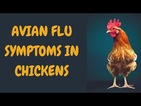 Avian Flu Symptoms In Chickens