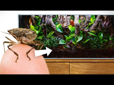 Stink Bugs Invaded My Home so I Built Them a New One (Treetop Vivarium)