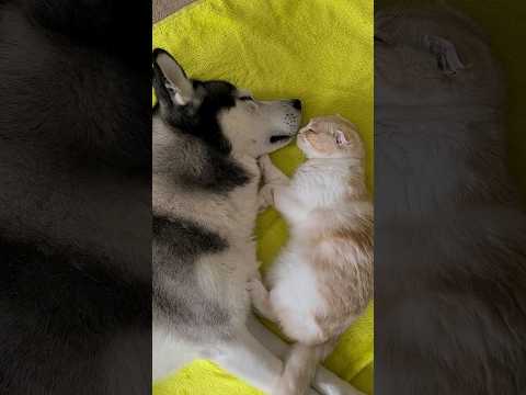 帰宅したら猫と犬が寂しくてこうなってた#shots