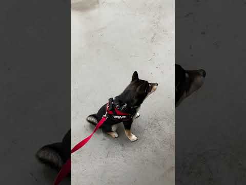 豆柴、はじめての雨