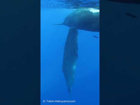 お母さんの下で立ち寝していたマッコウクジラの子供🐳