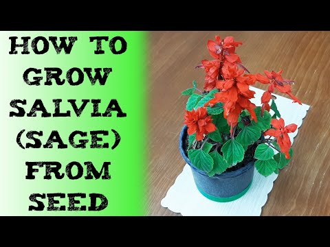 how to grow salvia from seed 猩红鼠尾草 बीज से साल्विया कैसे उगाएं Cultivo y cuidado de la salvia Salbei