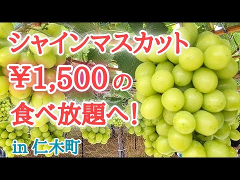 【北海道】秋の果物狩り🍇高級フルーツのシャインマスカットだっ！😋