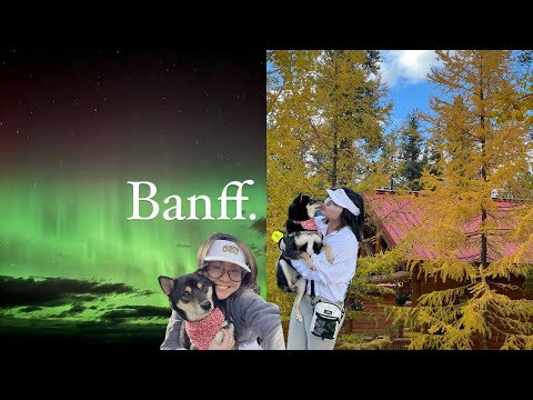 🍁Banff vlog: Loki's birthday~ Lake Louise, Peyto Lake viewpoint Canada 🩵🐾 follow loki.theblackshiba