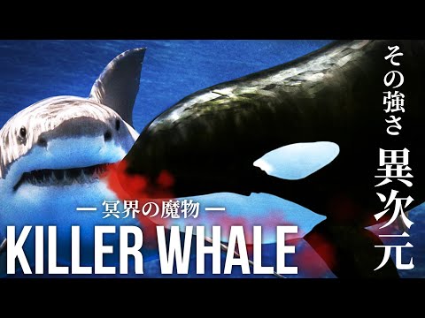 【頂点】ホホジロザメは雑魚…シャチが海の絶対王者である４つの理由！