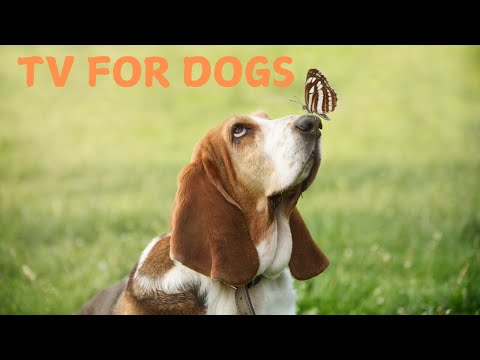 4 Hours of TV For Dogs! Anti Anxiety Music For Dogs 🐶 Stress Relief Music  🎶 Calming Music