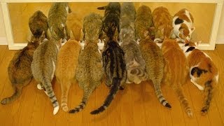 9 cats ×2 鏡に映った猫 Cat in the mirror