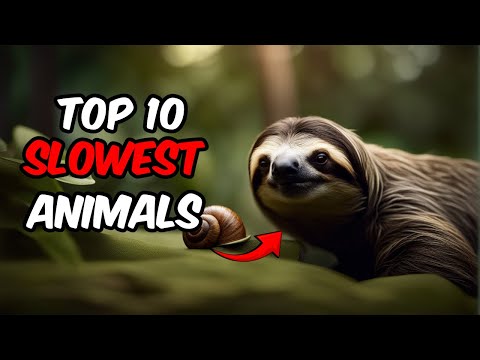 Nature's Pace Setters: 10 Slowest Animals in the World