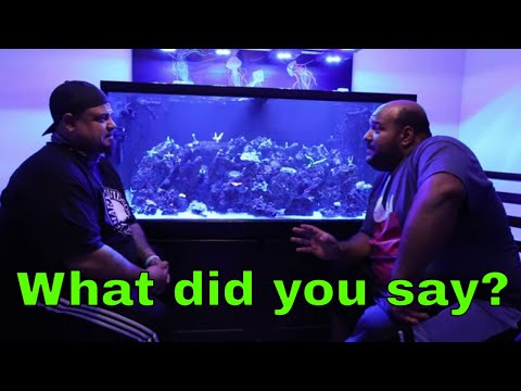 Aquarium hobbyist talks about his aquarium.