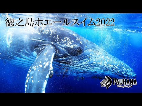 大迫力！徳之島のホエールスイム！【PAUHANA】奄美群島徳之島ホエールスイム2022　#1