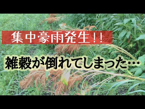 【集中豪雨発生‼︎】雑穀が倒れる!?/雑穀救出作戦