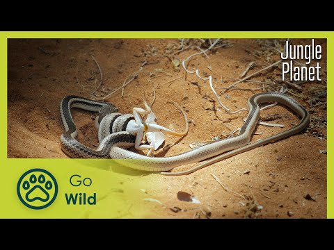 A World of Thorns: Thorny Forest in Madagascar | Jungle Planet 8/26 | Go Wild