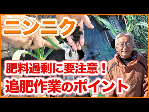 家庭菜園や農園のニンニク栽培は肥料過剰に要注意！大きなニンニクを育てる追肥作業のポイントを徹底解説！【農園ライフ】