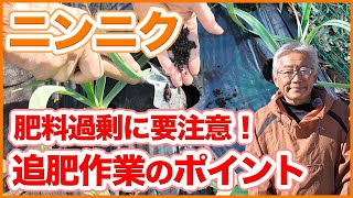 家庭菜園や農園のニンニク栽培は肥料過剰に要注意！大きなニンニクを育てる追肥作業のポイントを徹底解説！【農園ライフ】