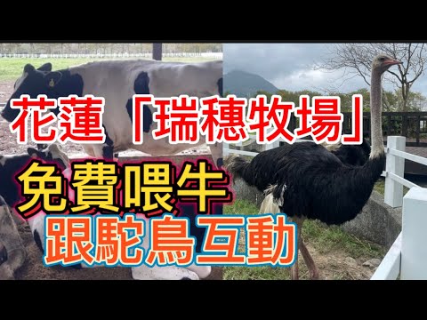 花蓮的「瑞穗牧場」原來你們喝的鮮奶是從這裡來的，免門票免費喂牛，可以跟駝鳥互動，是小朋友遊玩的好地方。「客家小玲」#55