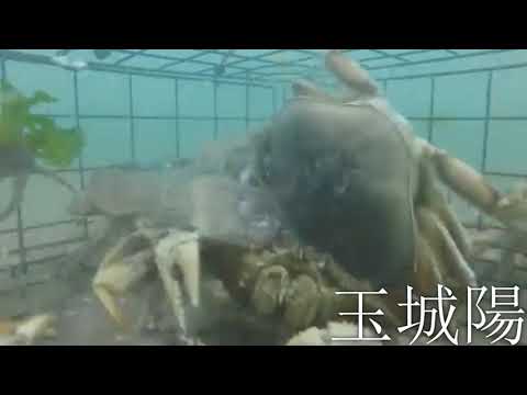 魚の半身を入れた網カゴを沈めたら、たったの１分で大儲けです… #釣り