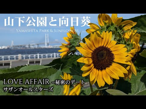 【日曜深夜名曲 vol.317】 山下公園と向日葵 (横浜市中区) | LOVE AFFAIR ～ 秘密のデート (サザンオールスターズ)　2024 夏の関東ひまわりシリーズ 第一弾