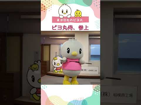 【ピヨ丸】ピヨ丸侍、参上　#Shorts